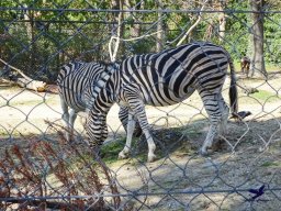 Tiergarten Schönbrunn am 03.10.2025
